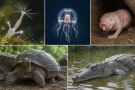 Proč některá zvířata stárnou mnohem pomaleji než člověk