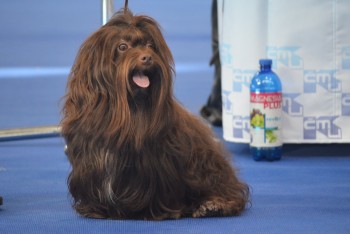 Zajištění veterinární služby první pomoci až do konce roku 2027